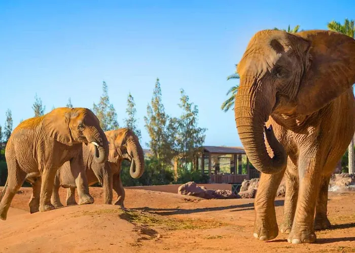 Castillo Mar 87 Daire *